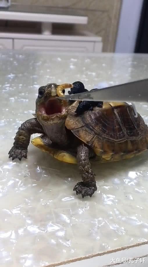 主人用镊子夹蠕虫，乌龟激动到张大嘴，没料却被主人这样整蛊