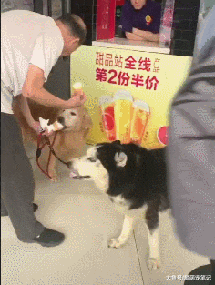 大爷给狗狗买两个甜筒，旁边店员投来羡慕的眼光，感觉活得不如狗