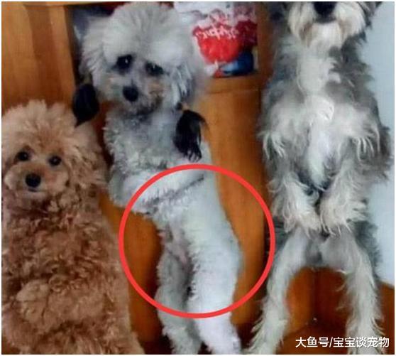 主人让三只狗子去墙角罚站，主人回头一看，这模样差点让他笑喷