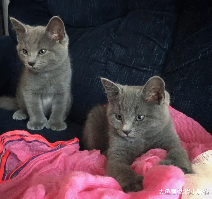 女子捡到5只小猫，2只多指小猫无人收养，却给女子带来很多乐趣