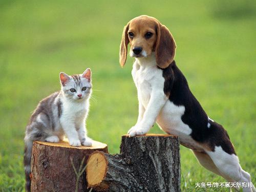 同时拥有猫和狗是什么体验？主人：你俩能不能少打一天