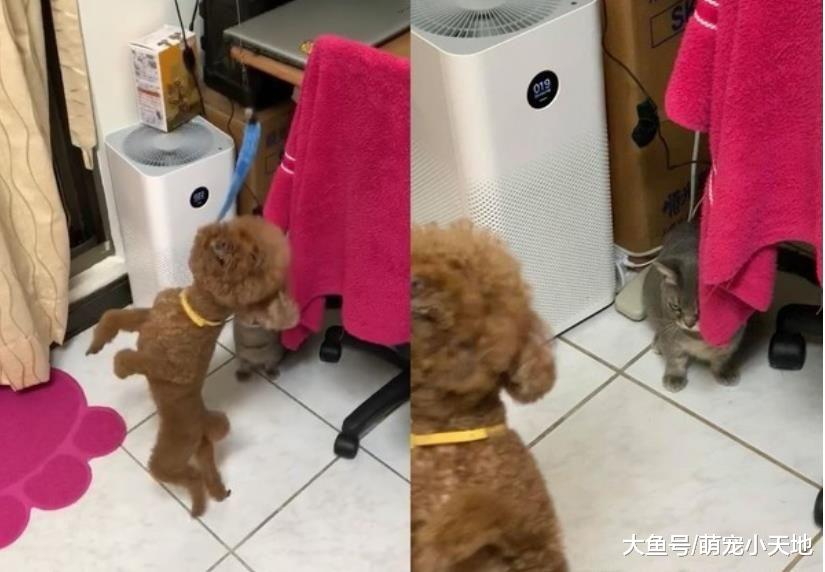 红贵宾犬花1天成功喵化，见逗猫棒开腿挺腰走，模样笑翻人