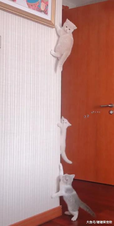 家里猫咪好像被壁虎咬了，纷纷爬上墙，主人：是时候拯救世界了