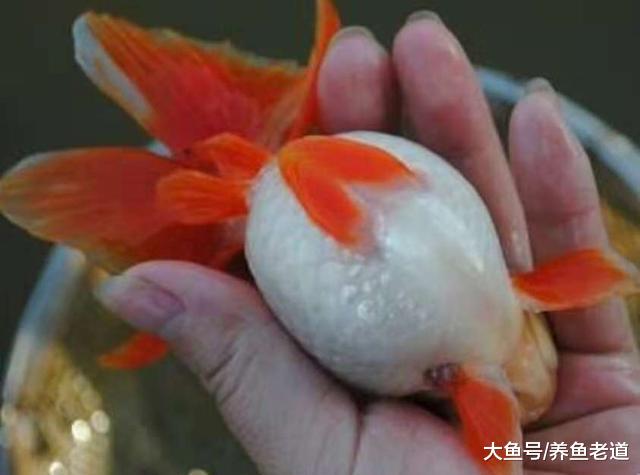 选购好品相金鱼的一大标准，其实两个字就可以概括