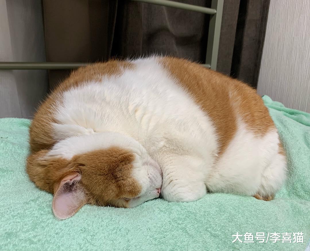猫咪道歉睡是真的表达歉意吗？铲屎官别想太多，人家猫咪可是主子