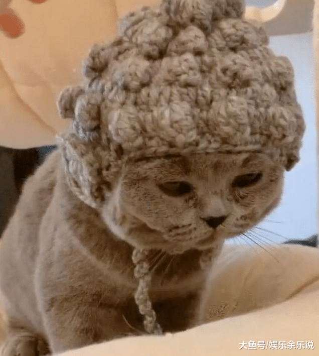 天气逐渐变冷，奶奶给猫咪织了件帽子，看到它的眼神，无法淡定了
