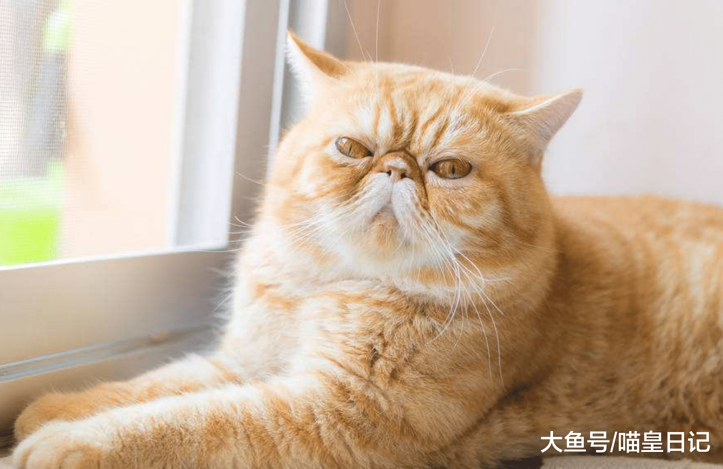如果你家里有貓的話，在打掃衛生的時候，要注意以下這四點！