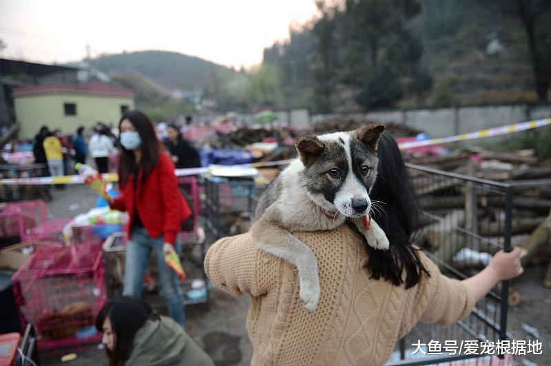 狗狗被车撞后，主人考虑20分钟后将后遗弃，好心人花万元救狗