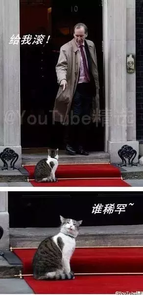 为什么我觉得猫是很恐怖的动物呢？