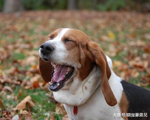 狗狗遭到“毒打”？看清后众人都笑喷了，这是戏精来的吧！