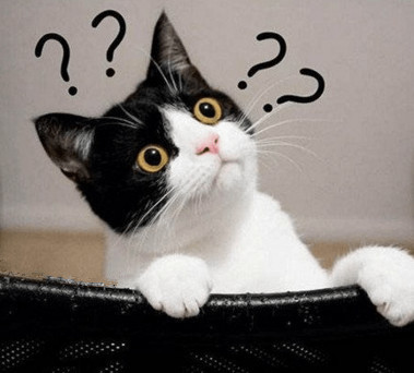 确认过眼神，是我稀罕的猫：兄dei快到背上来，马哥带你取经去！
