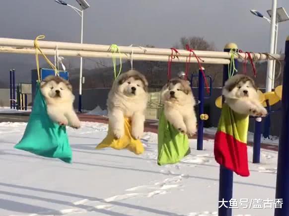 男友带着4只小狗遛弯，却是空手回来，女子跑去公园看后笑喷了