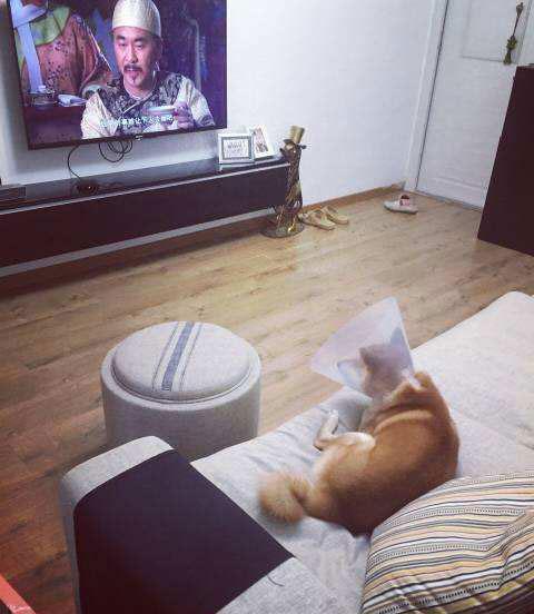 柴犬愛看宮廷劇，一到看電視時間，狗子裝備就是亮點