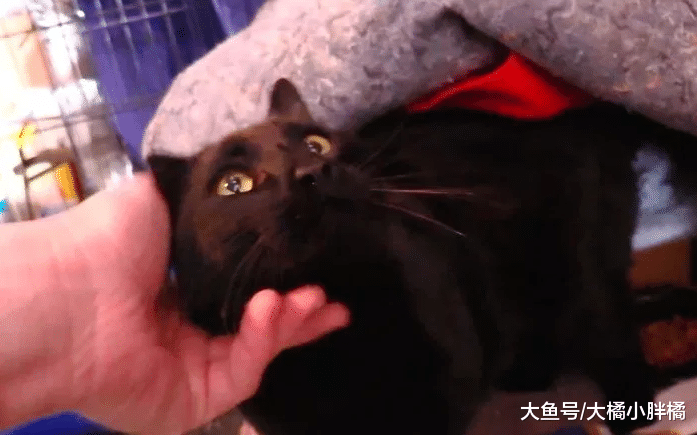 野猫偷偷躲进小伙家，小伙坚持喂食感动野猫，最终一生幸福相伴