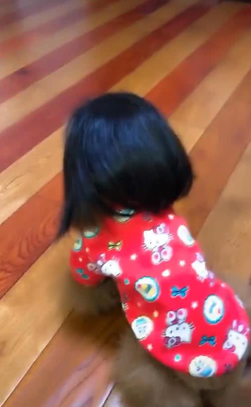 主人给泰迪穿上衣服，套上假发后立马笑喷，网友：还以为是个孩子