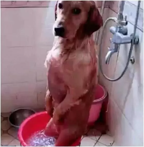 主人接电话忘记正在洗澡的金毛，十分钟后主人进去笑翻：成精了