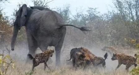 实拍一群鬣狗自不量力, 招惹一头大象, 结局太狼狈!