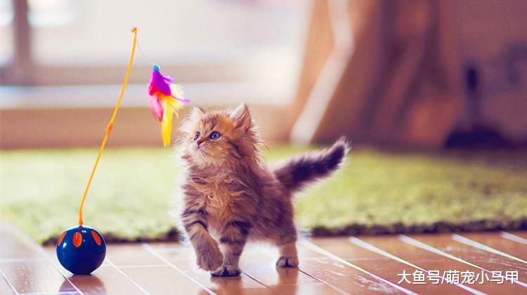 养猫不能太主动？这些事可要自觉点