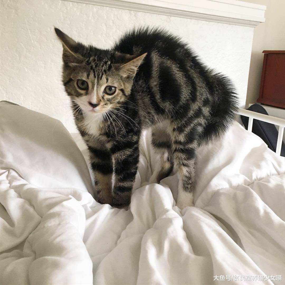 借着这次萌宠大V的风波，来聊聊猫咪应激到底有多可怕