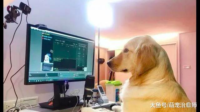主人直播时去了厕所，回来看见金毛正坐在电脑前，人气不减反增！