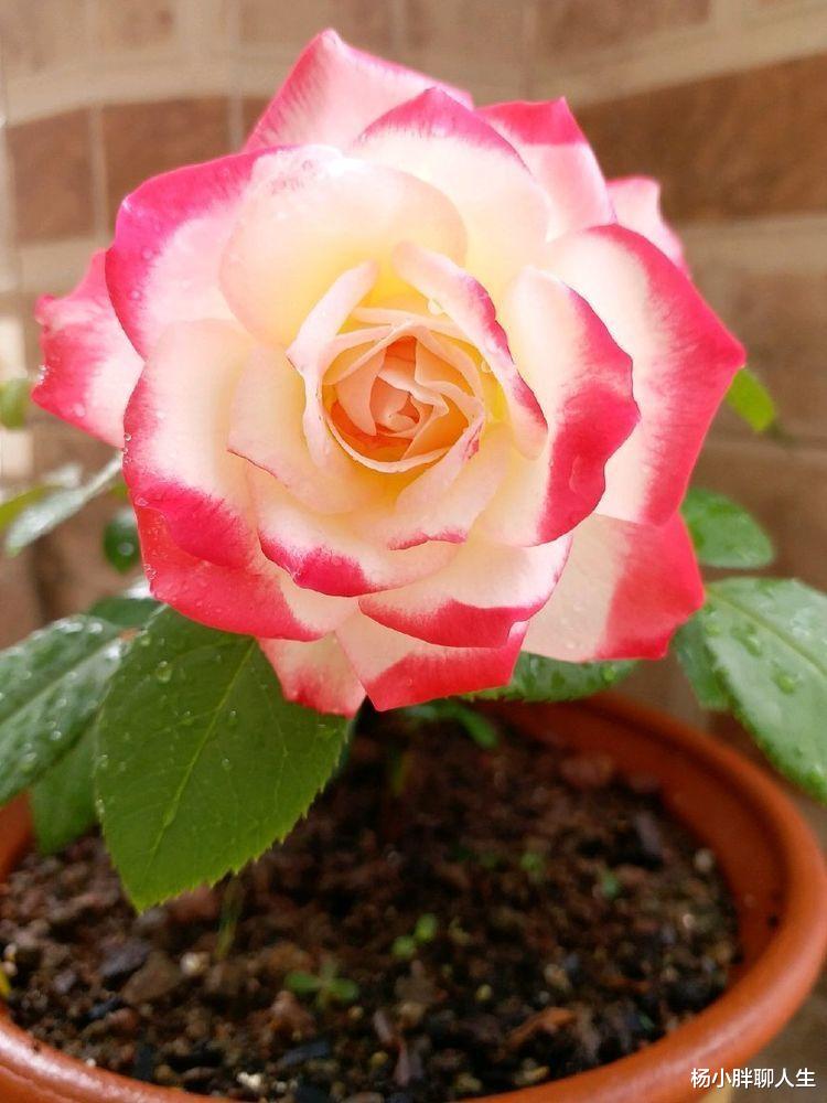 喜欢玫瑰，就选珍品玫瑰“摩纳哥公爵”，妖艳似美姬，沁人心脾