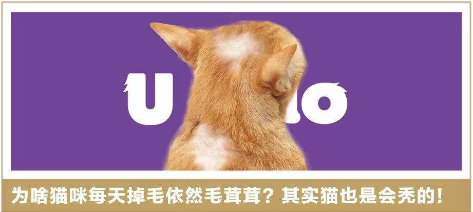 报告老板！我之所以迟到，都是因为被猫封印了！