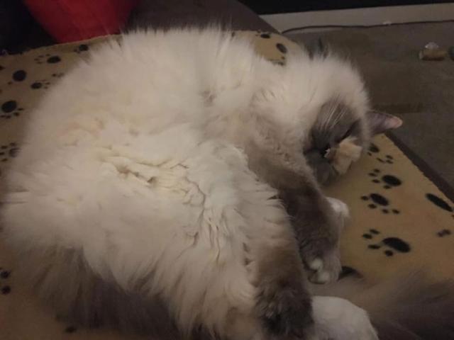 布偶猫因奇怪花纹无人领养，网友：这可是网红潜力猫啊！