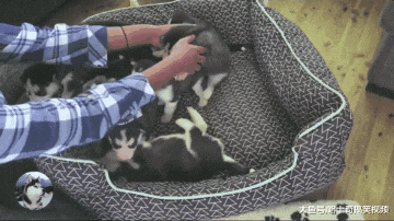 二哈生下10只孩子，结果它想不明白了，看着小奶狗发呆