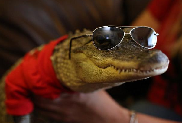 外国女子把鳄鱼当宠物养, 每天帮它穿着打扮, 宛若一个小公主!