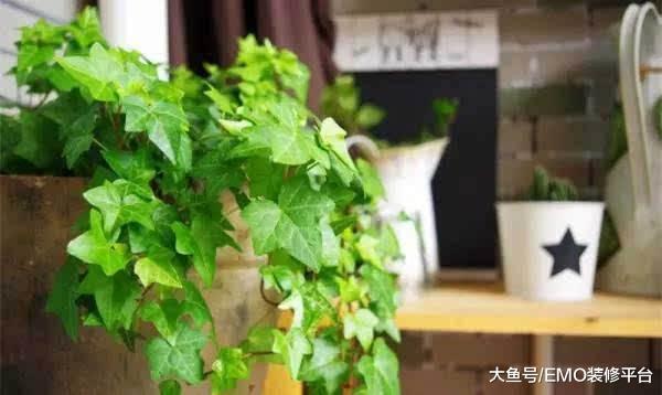 这些绿植竟然有毒, 不宜放在家里, 看看你家有吗?