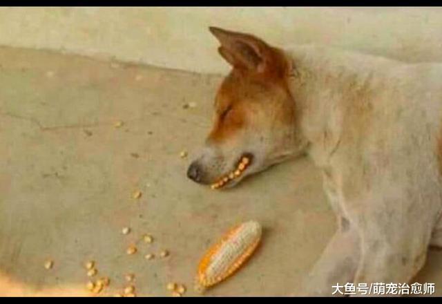 網友趁狗狗睡著時，將玉米粒塞在它的嘴邊，這鑲牙技術不錯嘛！