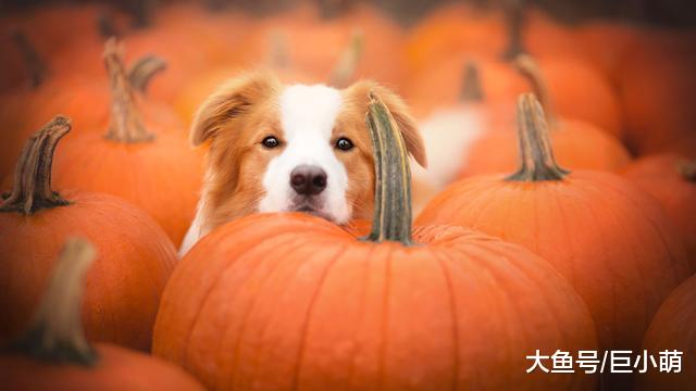 狗狗吃南瓜好处多，而且适合大多数狗狗吃，做法还很简单