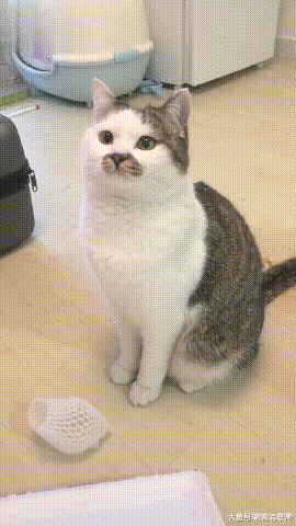 网友把剥开的山竹给猫咪看，它一脸的不敢相信：你怎么在吃猫爪？