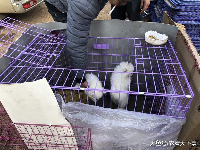 博美幼犬惹人喜爱顾客看中后直接成交, 在商贩车上抱着拍照合影!