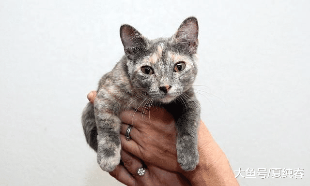 为什么猫咪的腿上会掉毛，又有哪些原因会导致猫咪腿上掉毛