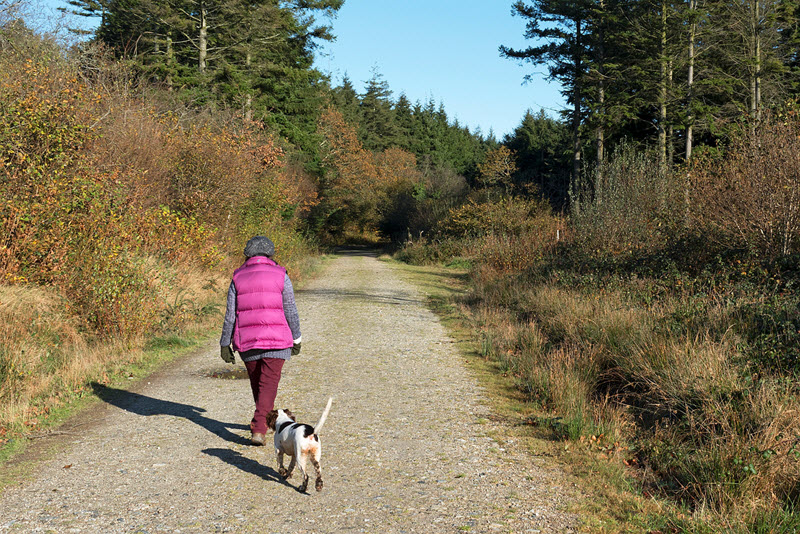 十七个实例证明：狗狗能提前预知坏人和坏事