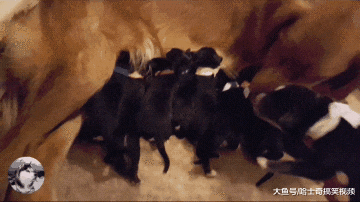 金毛生了9只奶狗，朋友们知道孩子它爹后，结果都不领养了