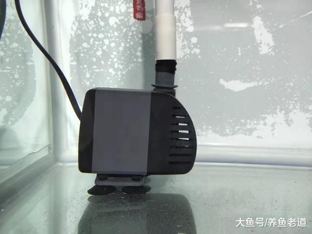 鱼缸的水泵为什么会吸鱼，鹦鹉鱼也能被吸住，原因到底在哪里？