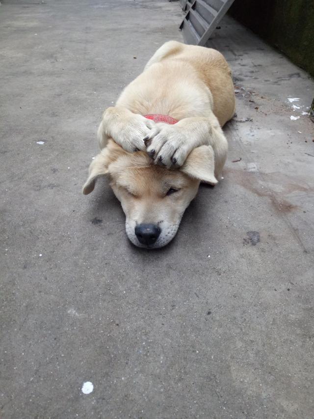 主人抡起棍子准备打小土狗，小土狗马上跪地求饶！让人哭笑不得