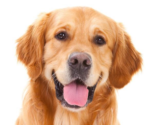 还在纠结吗？教你如何判断纯种金毛犬！