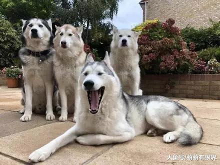 四条哈士奇合影，有一条目测很纯，其他仨：我们跟它不是一伙的……