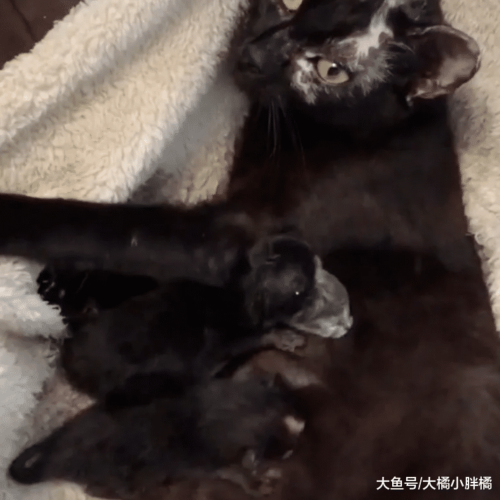 两只流浪猫彼此相伴，有了小猫后更加不愿分开，深厚感情令人羡慕