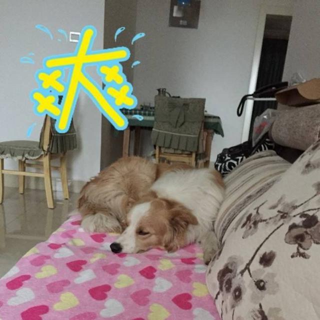 狗狗太粘人, 有5大“坏处”, 好怀念以前不粘自己的汪!