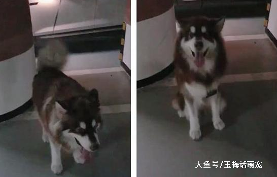 阿拉斯加被关车内从天窗爬了出来，幸好你那么牛不是牛在拆车方面