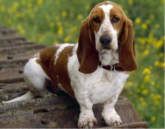 200多种狗狗，分成特点鲜明的7组，方便想养狗的人选择