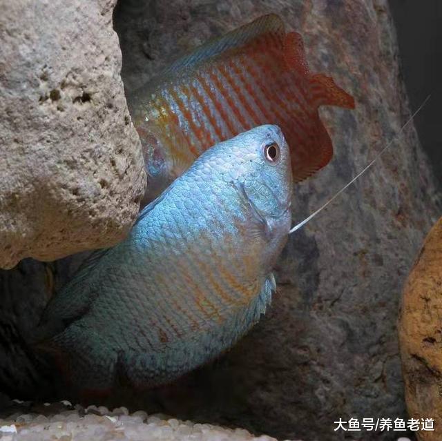 这种小型观赏鱼欣赏价值极高，爆缸速度很快，绝对碾压迷你鹦鹉鱼
