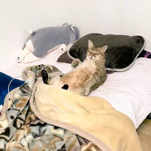 铲屎官下班发现，猫正在枕着自己的枕头，盖着自己的被子睡在自己的床上...