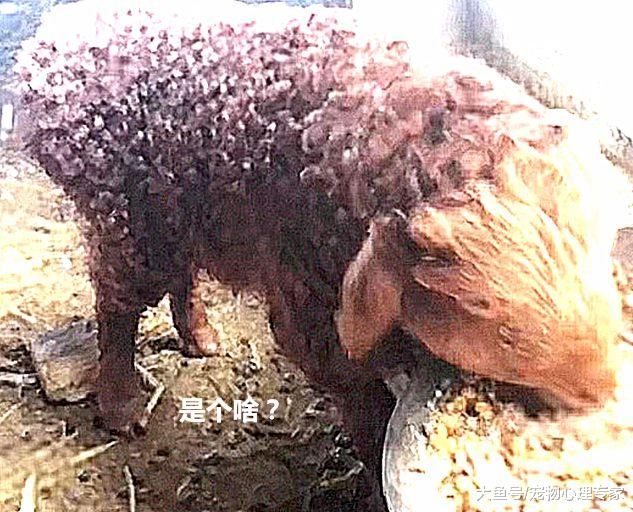 母羊生下一只小羊，主人本以为能赚一笔，看清后说不出来话