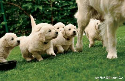 狗妈妈为保护孩子，勇敢的跟坏人对峙，受伤后仍不退缩