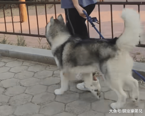 女孩带哈士奇遛弯，总感觉哪不对劲，走近一看，这狗真纯！